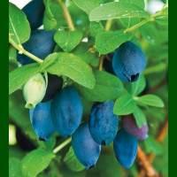 Lonicera caerulea Aurora - Borovnica Aurora