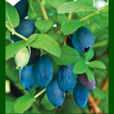Lonicera caerulea Aurora - Borovnica Aurora