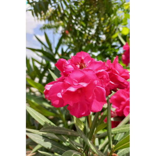 Nerium oleander - Oleander