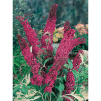 Buddleja davidii Flutterby Red - Letnji jorgovan Flutterby Red