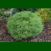 Thuja occidentalis Mr. Bowling Ball - Loptasta tuja Mr.Bowling Ball