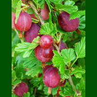 Ribes uva Hinnönmaki Röd - Ogrozd crveni Hinnonmaki Rod