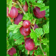 Ribes uva Hinnönmaki Röd - Ogrozd crveni Hinnonmaki Rod