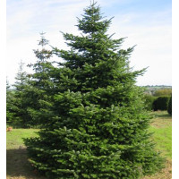 Picea abies - Zelena smrča