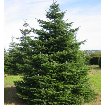 Picea abies - Zelena smrča