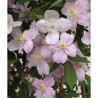 Clematis montana Mayleen - Klematis Mayleen