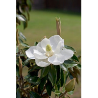 Magnolia grandiflora Little Gem - Magnolija zimzelena Little Gem Magnolia grandiflora Little Gem - Magnolija zimzelena Little Gem