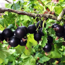 Ribes Josta - Josta