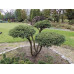 Taxus baccata Repandens - Tisa Repandens