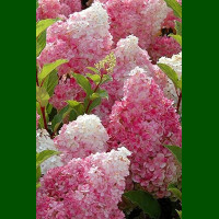 Hydrangea paniculata Sundae Fraise - Drvenasta hortenzija Sundae Fraise