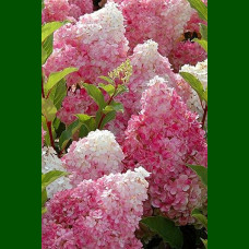 Hydrangea paniculata Sundae Fraise - Drvenasta hortenzija Sundae Fraise