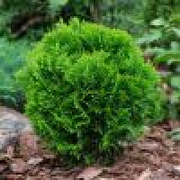 Thuja occidentalis Danica - Loptasta tuja Danica 