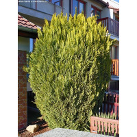 Chamaecyparis Lawsoniana Ellwoods Gold - Zlatni oregonski čempres