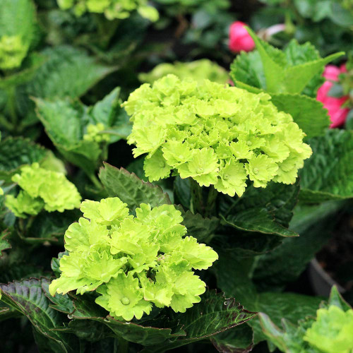 Hydrangea macrophylla Rembrandt Vibrant Verde - Baštenska hortenzija Vibrant Verde
