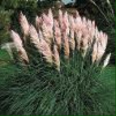 Cortaderia selloana Pink Feather - Pampas trava Pink Feather