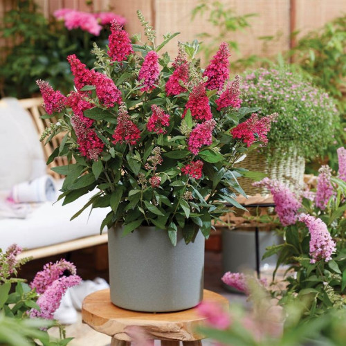 Buddleja davidii Butterfly Candy Little Bubblegum - Letnji jorgovan Little Bubblegum