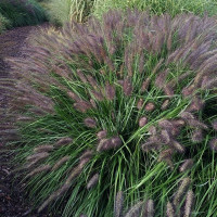 Pennisetum al. Black Beauty - Ukrasna trava Black Beauty