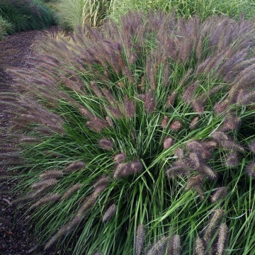 Pennisetum al. Black Beauty - Ukrasna trava Black Beauty