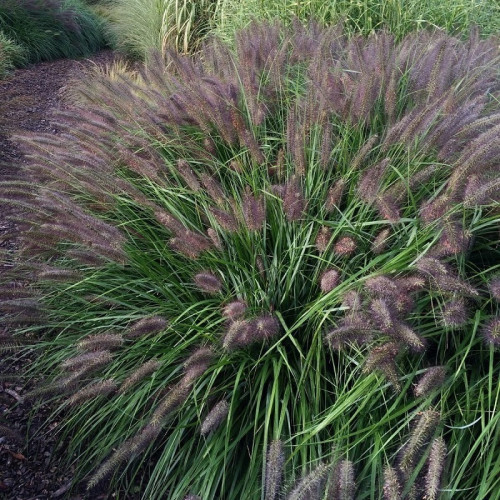 Pennisetum al. Black Beauty - Ukrasna trava Black Beauty