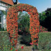 Pyracantha coccinea Red Column - Vatreni grm Red Column