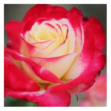 Čajevka Double Delight Čajevka Double Delight