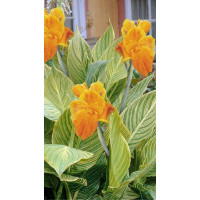 Canna Striata - Kana Striata Canna Striata - Kana Striata