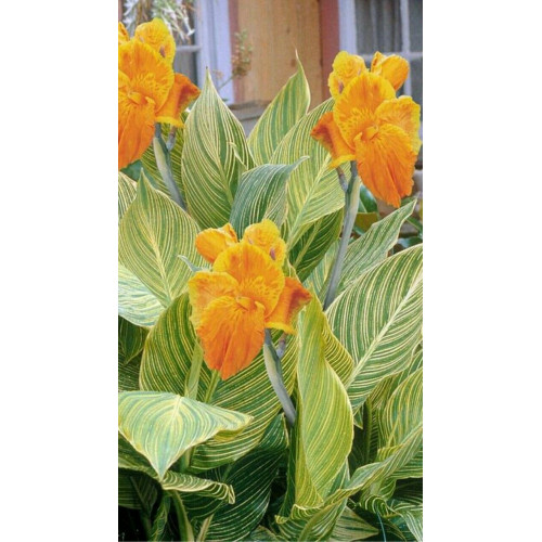 Canna Striata - Kana Striata