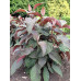 Hydrangea aspera Hot Chocolate - Čipkasta hortenzija Hot Chocolate Hydrangea aspera Hot Chocolate - Čipkasta hortenzija Hot Chocolate