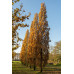 Quercus robur Fastigiate Koster - Stubasti hrast Fastigiate Koster