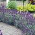 Lavanda angustifolia - Lavanda