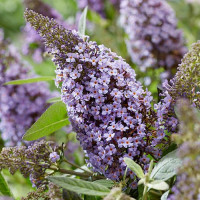 Buddleja davidii Butterfly Candy Little Sweetheart - Patuljasti letnji jorgovan Little Sweetheart