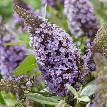 Buddleja davidii Butterfly Candy Little Sweetheart - Patuljasti letnji jorgovan Little Sweetheart