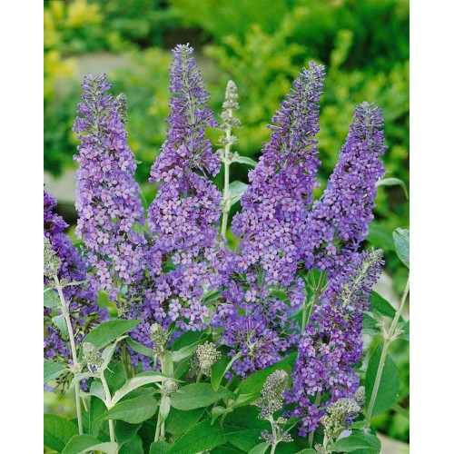 Buddleja davidii Lochnich - Letnji jorgovan Lochnich