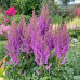 Astilbe chinensis Black Pearls - Astilba Black Pearls