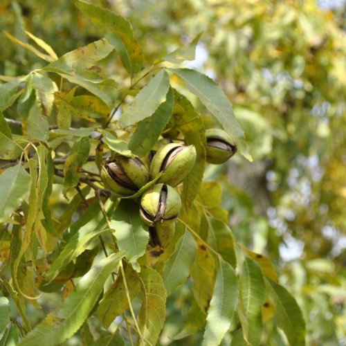 Carya illionensis Pawnee- Pekan orah Pawnee
