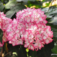 Hydrangea macrophylla Mirai - Baštenska hortenzija Mirai