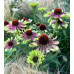 Echinacea Green Twister - Ehinacea Green Twister