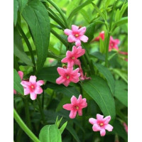 Jasminum beesianum - Crveni jasmin