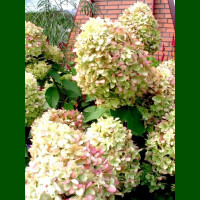 Hydrangea paniculata Limelight - Drvenasta hortenzija Limelight
