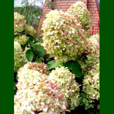 Hydrangea paniculata Limelight - Drvenasta hortenzija Limelight