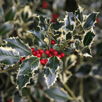 Ilex aquifolium Argentea Marginata - Božikovina Argentea Marginata