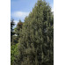 Cupressus Arizonica - Arizonski čempres
