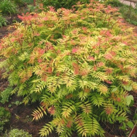 Sorbaria sorbifolia Sem - Sorbaria Sem