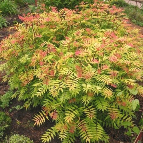 Sorbaria sorbifolia Sem - Sorbaria Sem
