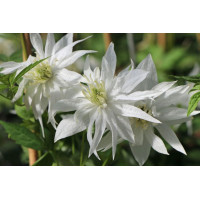 Clematis alp. Albina Plena - Klematis Albina Plena Clematis alp. Albina Plena - Klematis Albina Plena