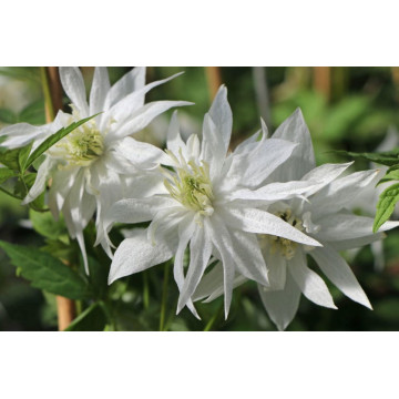 Clematis alp. Albina Plena - Klematis Albina Plena Clematis alp. Albina Plena - Klematis Albina Plena
