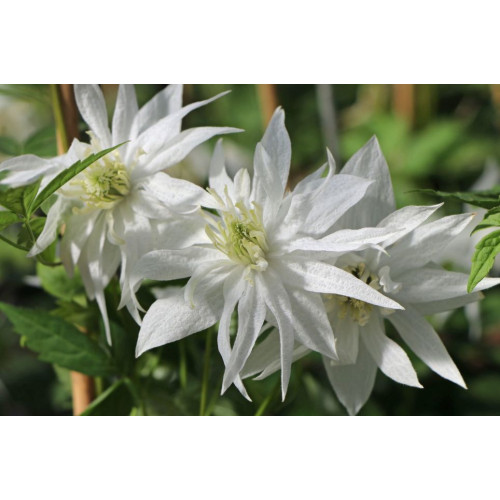Clematis alp. Albina Plena - Klematis Albina Plena