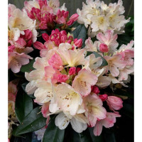 Rhododendron Percy Wiseman - Rododendron Percy Wiseman