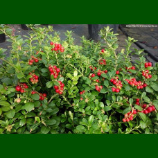 Vaccinium vitis idea Red Pearl - Brusnica Red Pearl
