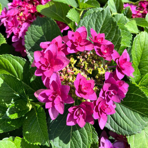 Hydrangea macrophylla Francy Hot Pink - Baštenska hortenzija Francy Hot Pink